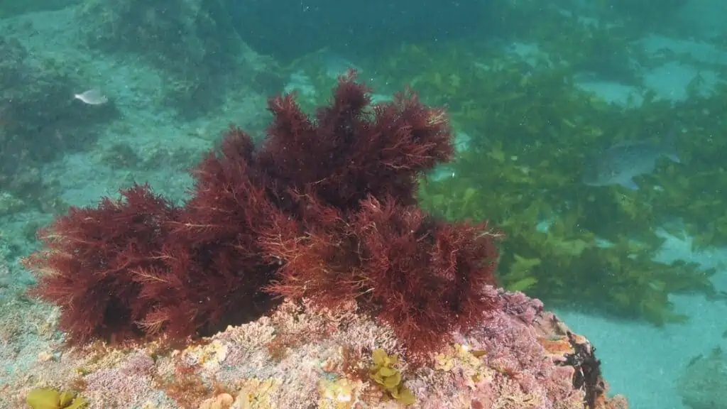 What Happens To Your Body When You Take Sea Moss?