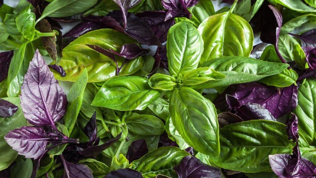 Why Does My Basil Have Brown Leaves?