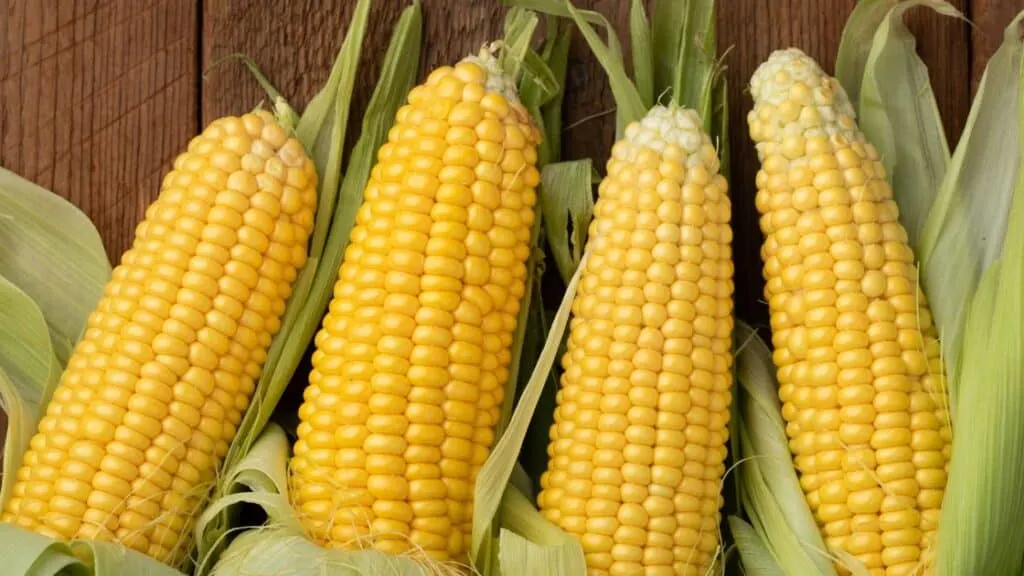 Why Does My Corn Smell Like Vinegar?