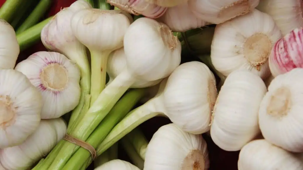 Does Garlic Reduce Cholesterol?