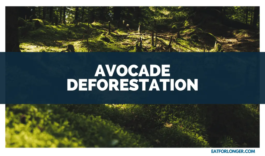 Avocade Deforestation