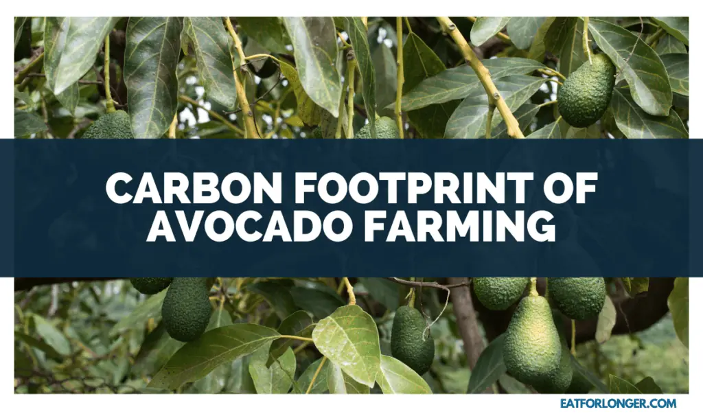 Carbon Footprint of Avocado Farming