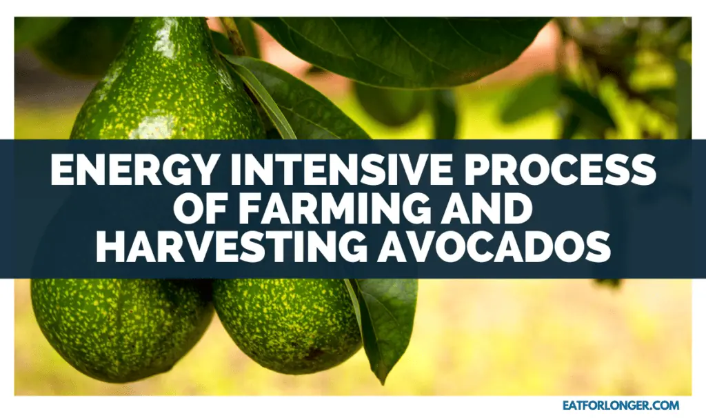 Energy Intensive Process of Farming and Harvesting Avocados