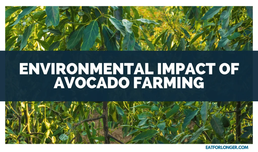 Environmental Impact Of Avocado Farming