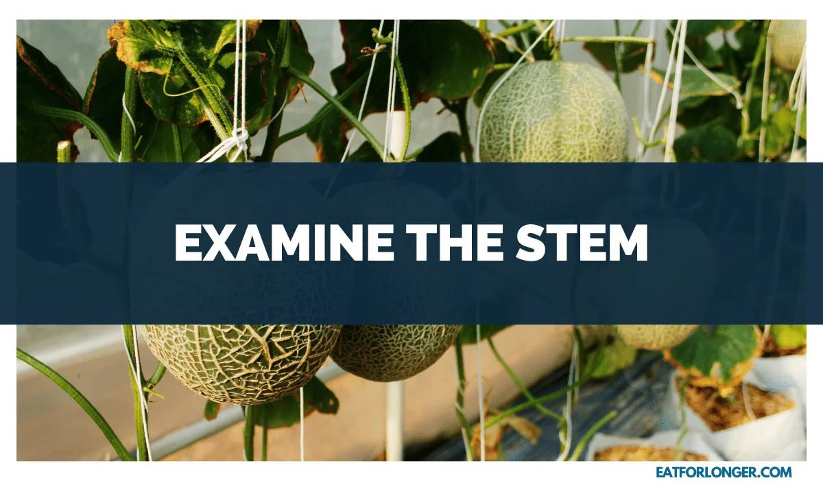 Examine the Stem