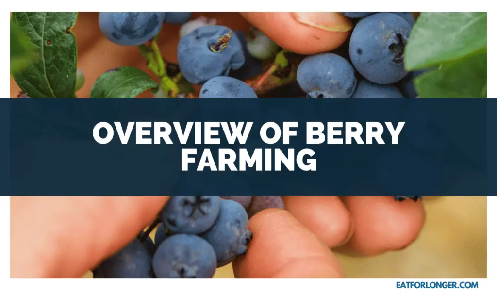 Overview of Berry Farming