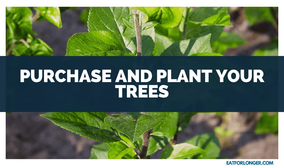 Purchase and Plant Your Trees