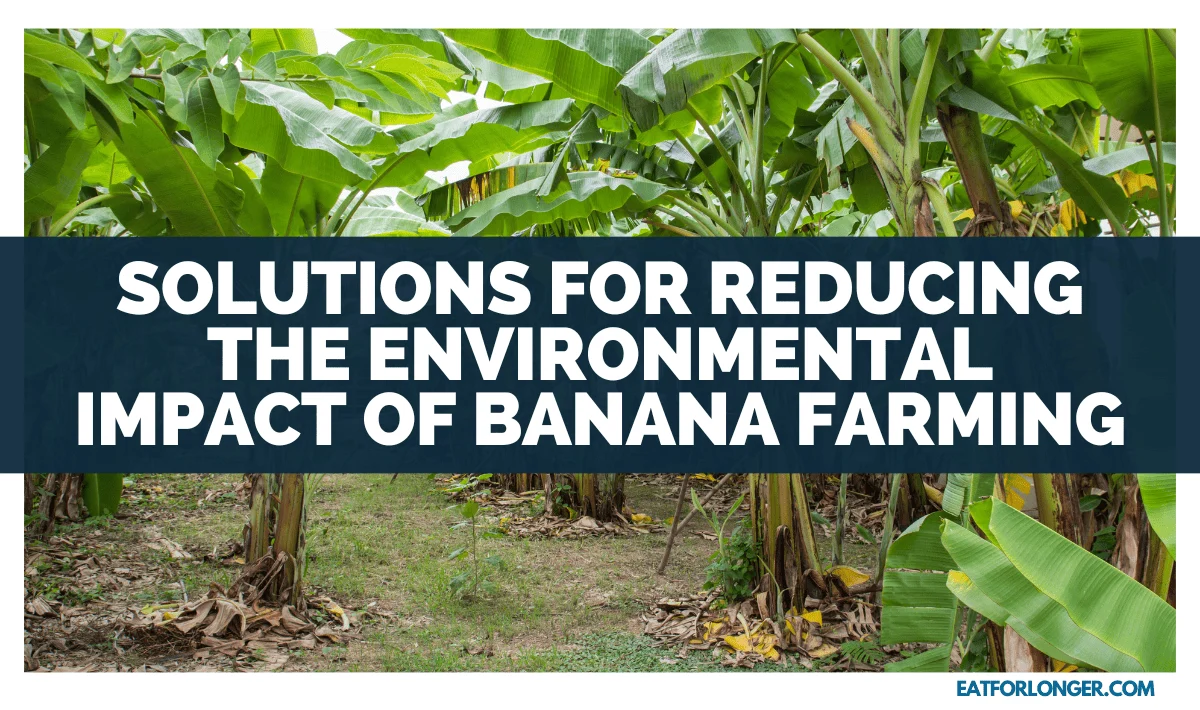 Solutions for Reducing the Environmental Impact of Banana Farming