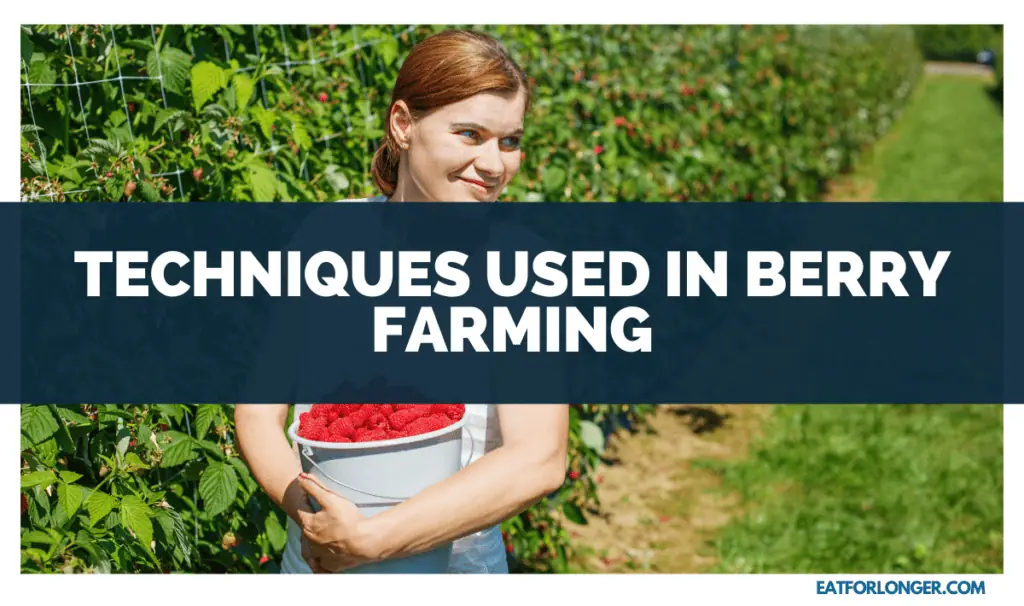 Techniques Used in Berry Farming