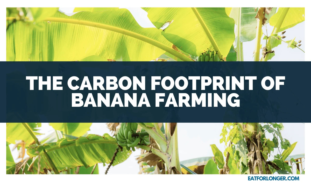 The Carbon Footprint of Banana Farming