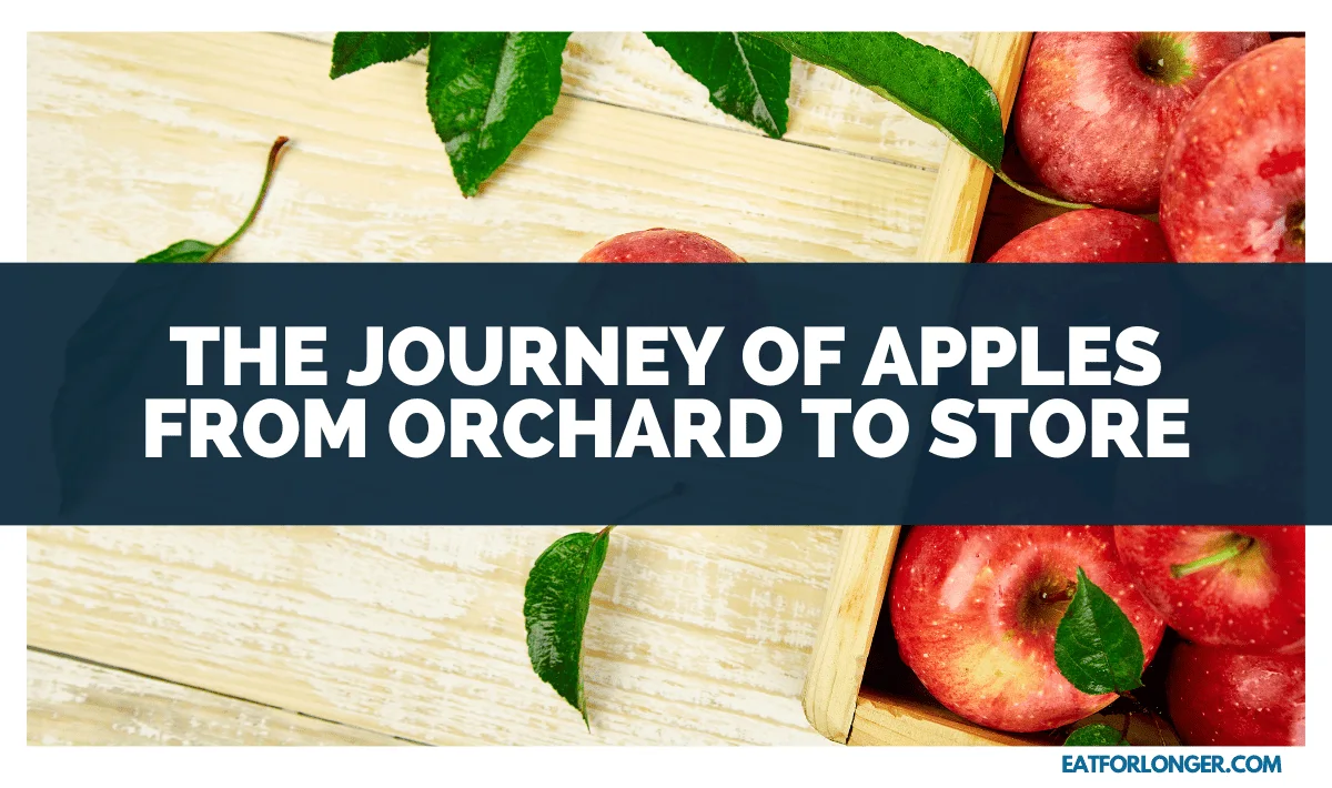 The Journey of Apples from Orchard to Store