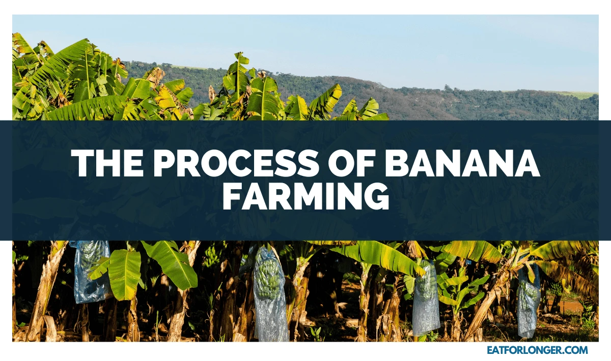 The Process of Banana Farming