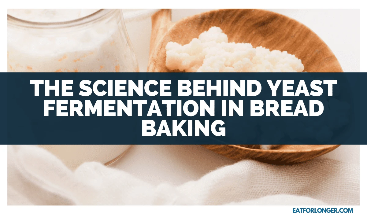 The Science Behind Yeast Fermentation In Bread Baking