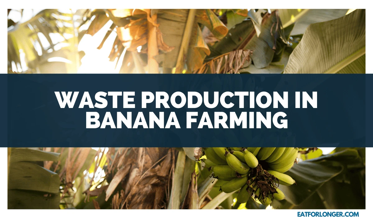 Waste Production in Banana Farming