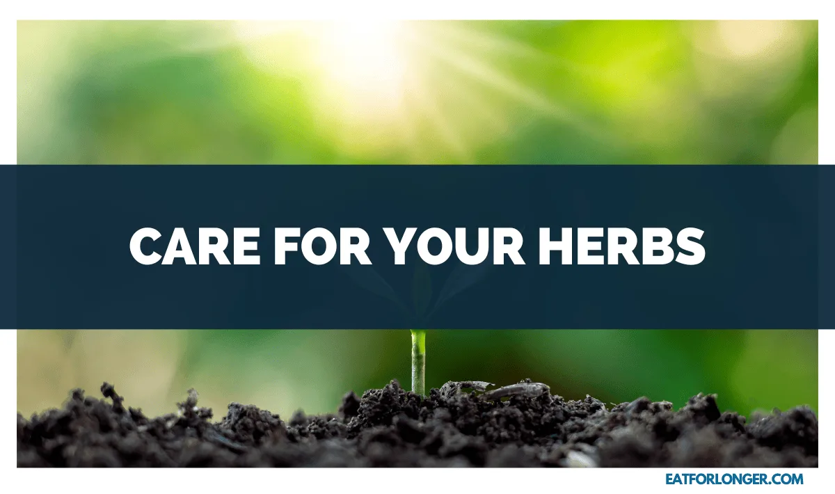 Care for Your Herbs