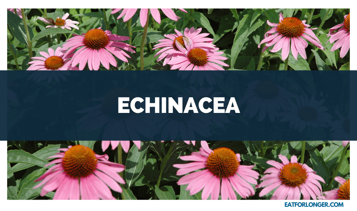 Echinacea
