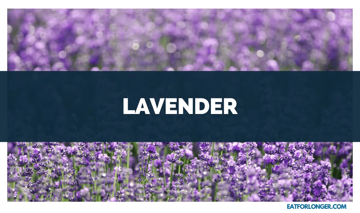 Lavender