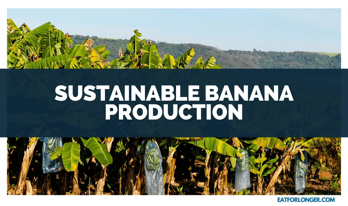 Sustainable Banana Production